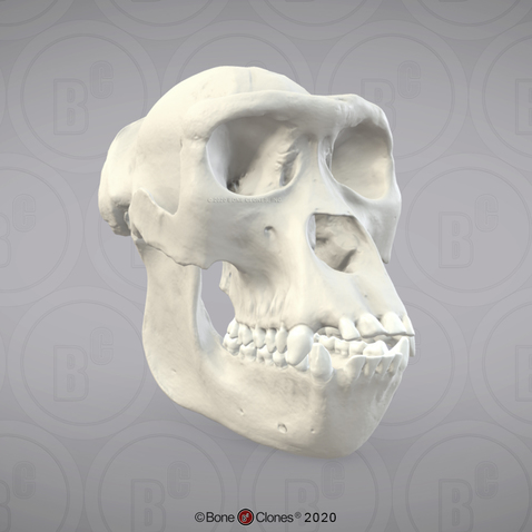 3D OsteoViewer - Western Lowland Gorilla Skull, Female