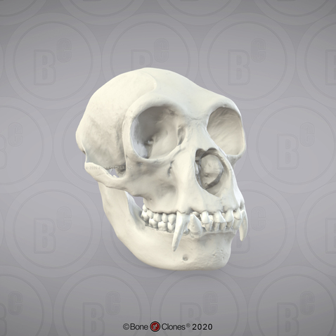 3D OsteoViewer - Siamang Skull, Female