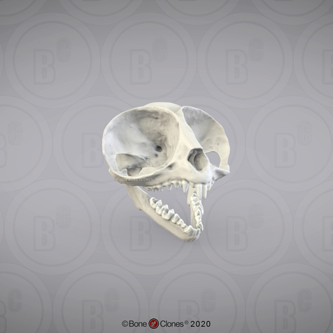 3D OsteoViewer - Tarsier Skull