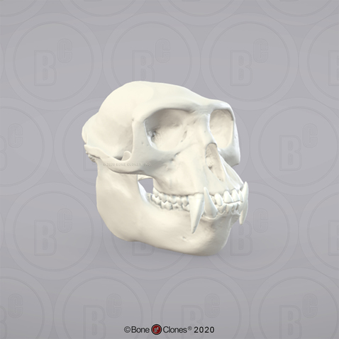 3D OsteoViewer - Hanuman Langur Skull