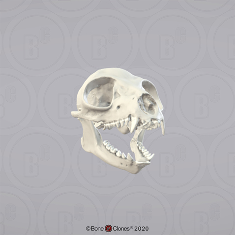 3D OsteoViewer - Ring-tailed Lemur Skull