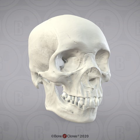 3D OsteoViewer - Human Skull, Male African