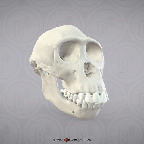 3D OsteoViewer - Bonobo Skull, Female