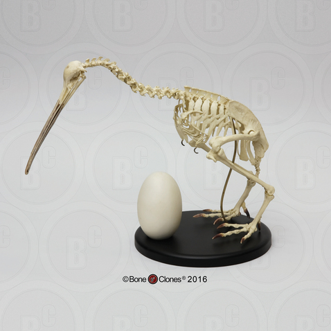 Articulated Kiwi Skeleton and Egg
