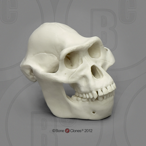 Australopithecus afarensis Half Scale Skull