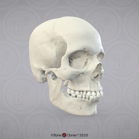 3D OsteoViewer - Human Skull, Female European