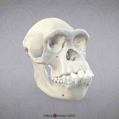 3D OsteoViewer - Chimpanzee Skull, Female
