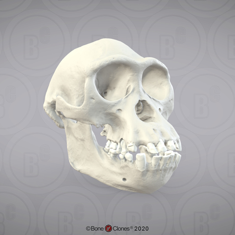 3D OsteoViewer - Bonobo Skull, Male