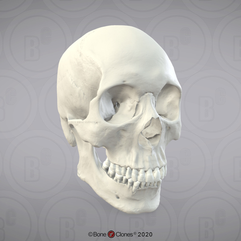 3D OsteoViewer - Human Skull, Male Asian