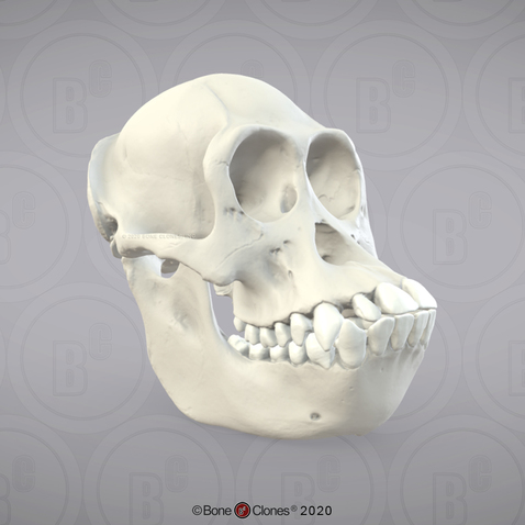 3D OsteoViewer - Bornean Orangutan Skull, Female