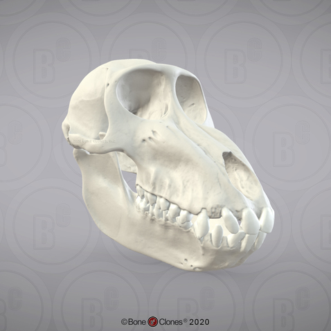 3D OsteoViewer - Mandrill Baboon Skull, Female