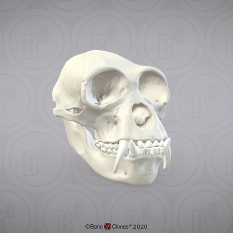 3D OsteoViewer - Siamang Skull, Male