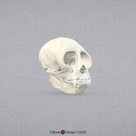 3D OsteoViewer - Squirrel Monkey Skull