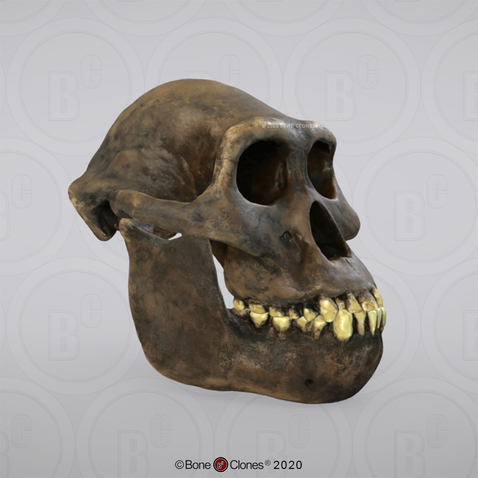 3D OsteoViewer - Australopithecus afarensis Skull