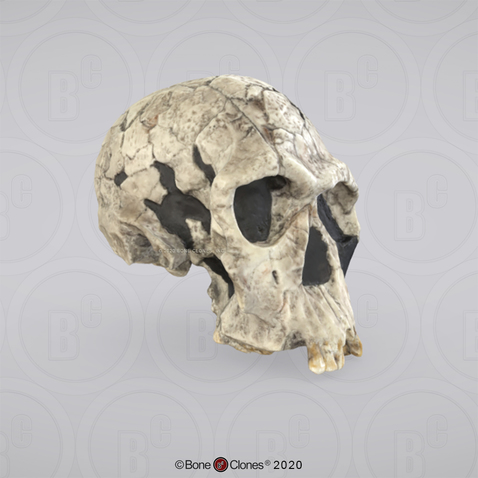 3D OsteoViewer - Homo habilis Cranium KNM-ER 1813