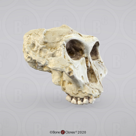 3D OsteoViewer - Australopithecus robustus Cranium SK-48