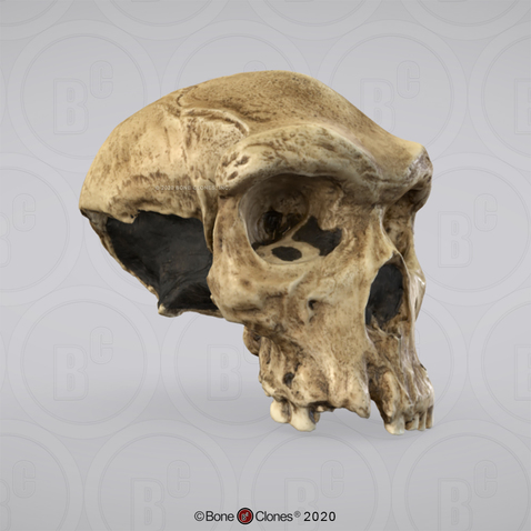 3D OsteoViewer - Homo heidelbergensis Cranium Broken Hill 1