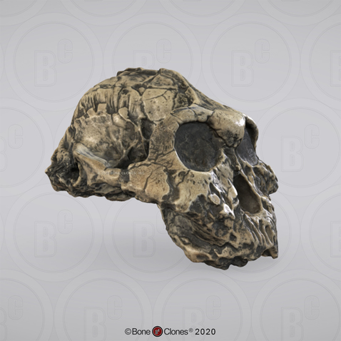 3D OsteoViewer - Australopithecus boisei Cranium KNM-ER 406