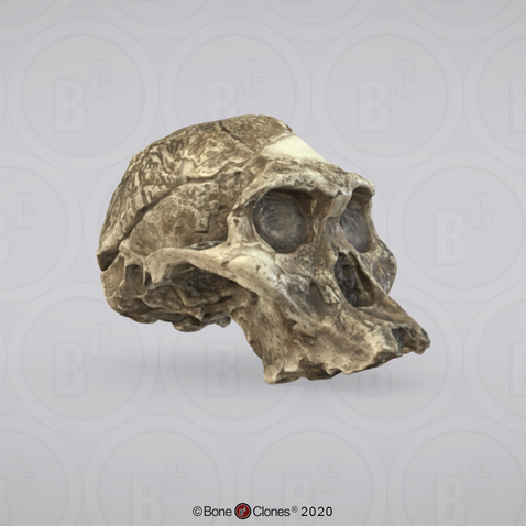 3D OsteoViewer - Australopithecus africanus Cranium Sts 5 "Mrs. Ples"