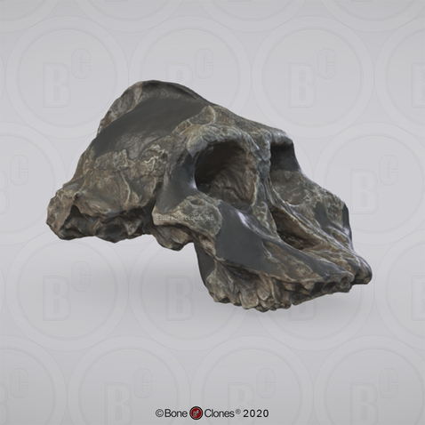 3D OsteoViewer - Australopithecus aethiopicus Cranium KNM-WT 17000