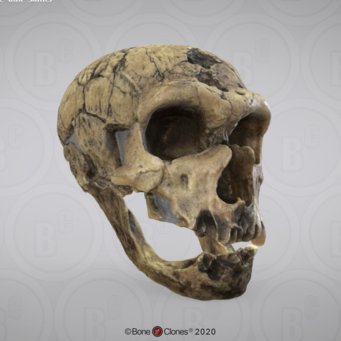 3D OsteoViewer - Homo neanderthalensis Skull La Chapelle-aux-Saints