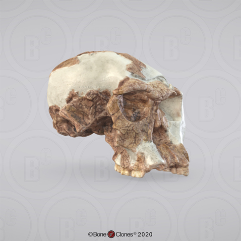 3D OsteoViewer - Homo habilis Cranium OH 24