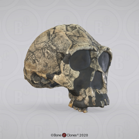 3D OsteoViewer - Homo ergaster Cranium KNM-ER 3733