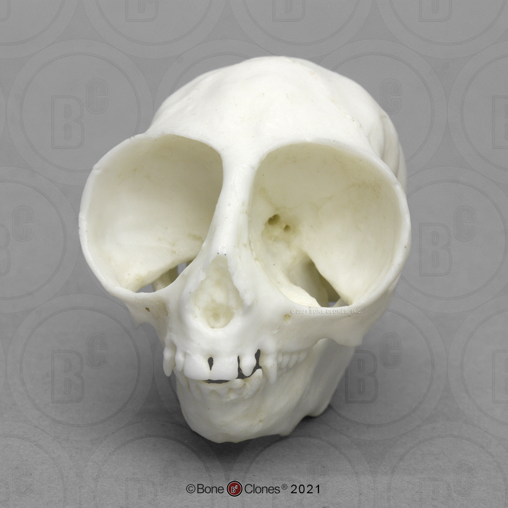 Owl Monkey Skull - Bone Clones, Inc. - Osteological Reproductions