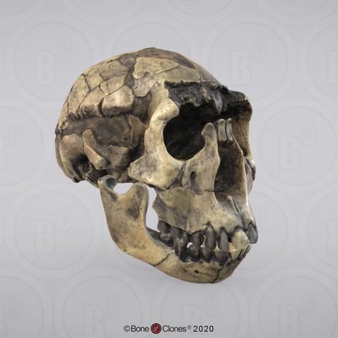 3D OsteoViewer - Homo ergaster Skull KNM-WT 15000