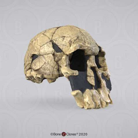 3D OsteoViewer - Homo rudolfensis Cranium KNM-ER 1470