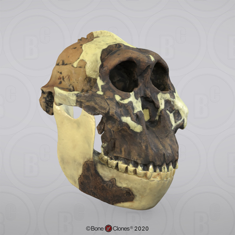 3D OsteoViewer - Australopithecus boisei Skull OH 5 (Zinjanthropus)