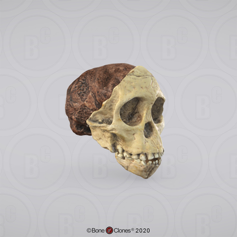 3D OsteoViewer - Australopithecus africanus Skull (Taung Child)