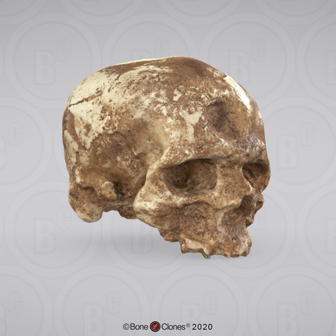3D OsteoViewer - Cro-Magnon 1 Cranium