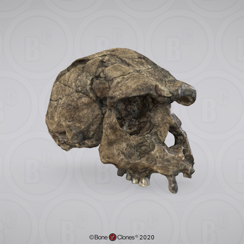 3D OsteoViewer - Homo erectus Cranium Sangiran 17