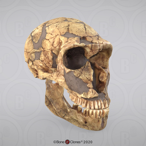 3D OsteoViewer - Homo neanderthalensis Skull La Ferrassie 1