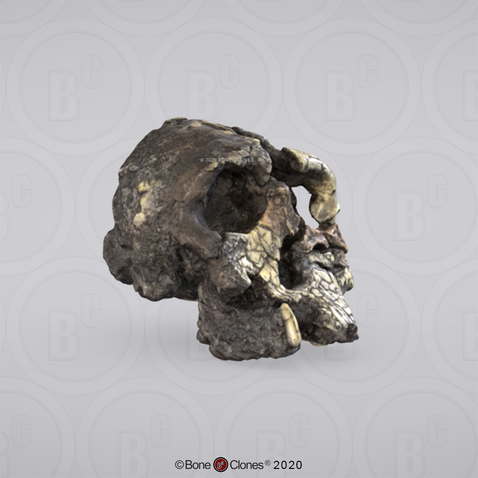 3D OsteoViewer - Kenyanthropus platyops Cranium KNM-WT-40000
