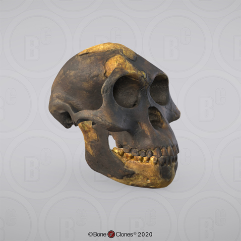 3D OsteoViewer - Australopithecus afarensis Skull "Lucy"