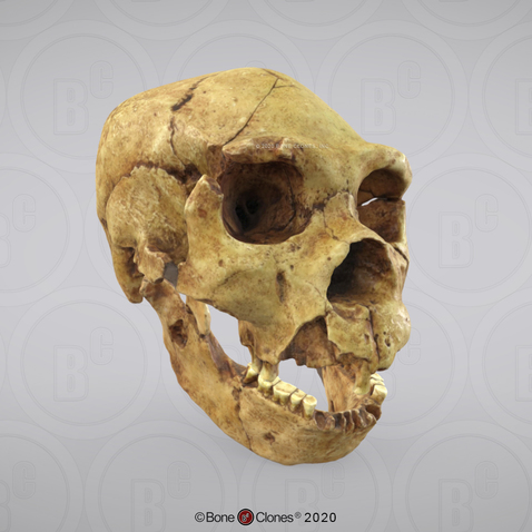 3D OsteoViewer - Homo heidelbergensis Skull Atapuerca 5