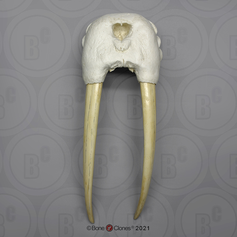 Walrus Skull with Tusks
