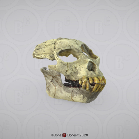 3D OsteoViewer - Proconsul africanus Skull