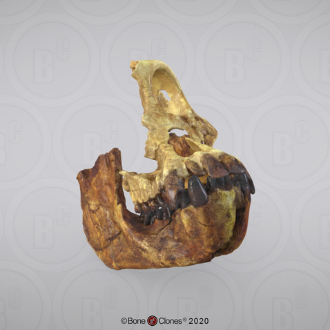 3D OsteoViewer - Sivapithecus Skull