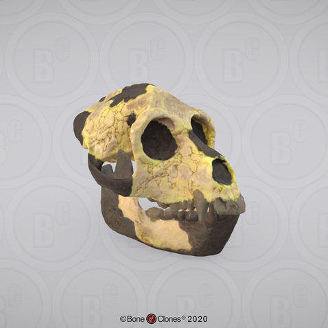 3D OsteoViewer - Aegyptopithecus zeuxis Skull