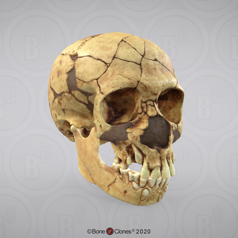 3D OsteoViewer - Homo neanderthalensis Skull Teshik-Tash Child