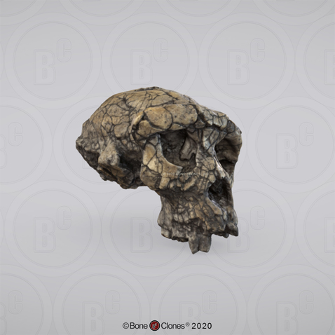 3D OsteoViewer - Sahelanthropus tchadensis Cranium