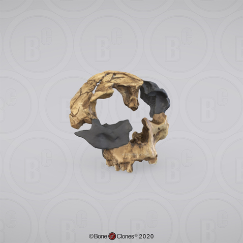 3D OsteoViewer - Homo antecessor Cranium