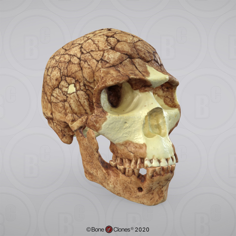 3D OsteoViewer - Homo sapiens Skull Skhul 5