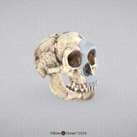 3D OsteoViewer - Homo floresiensis Skull (Flores Skull LB1)