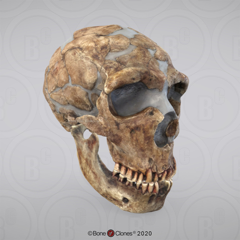 3D OsteoViewer - Homo neanderthalensis Skull Shanidar 1
