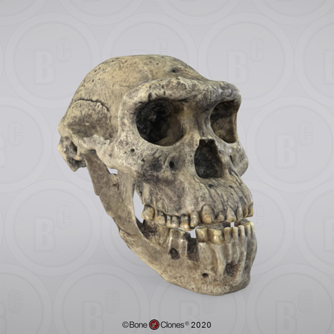 3D OsteoViewer - Homo erectus Dmanisi Skull 5