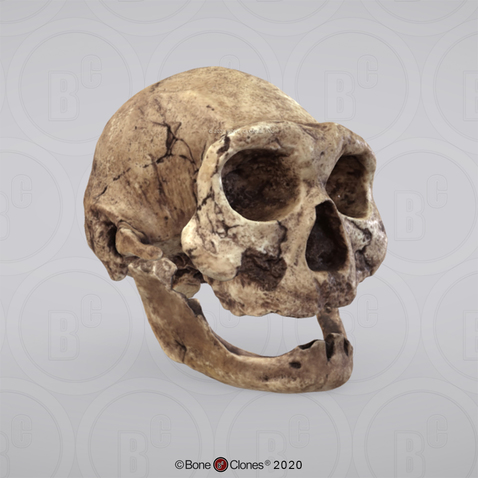 3D OsteoViewer - Homo erectus Dmanisi Skull 4